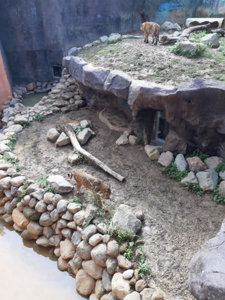 白色情人節看動物玩溜滑梯住親子房之竹苗兩日遊-入住苗栗馥藝金鬱金香酒店