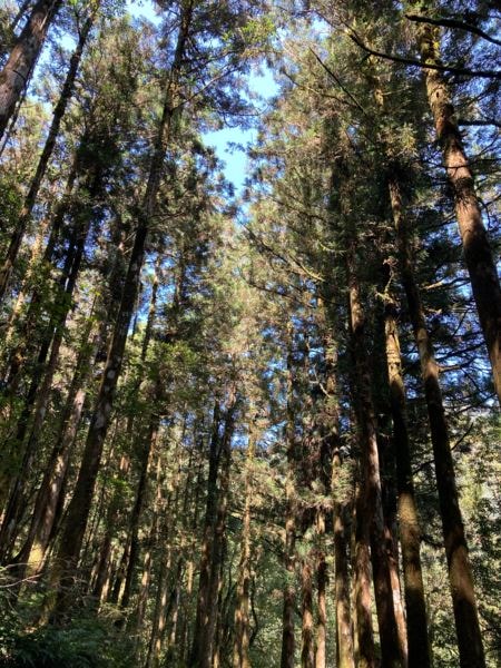 中秋四天連假四天玩滿宜蘭太平山之旅-太平山、鳩之澤溫泉、翠峰湖、明池森林遊樂區、入住四季園民宿、英仕山莊