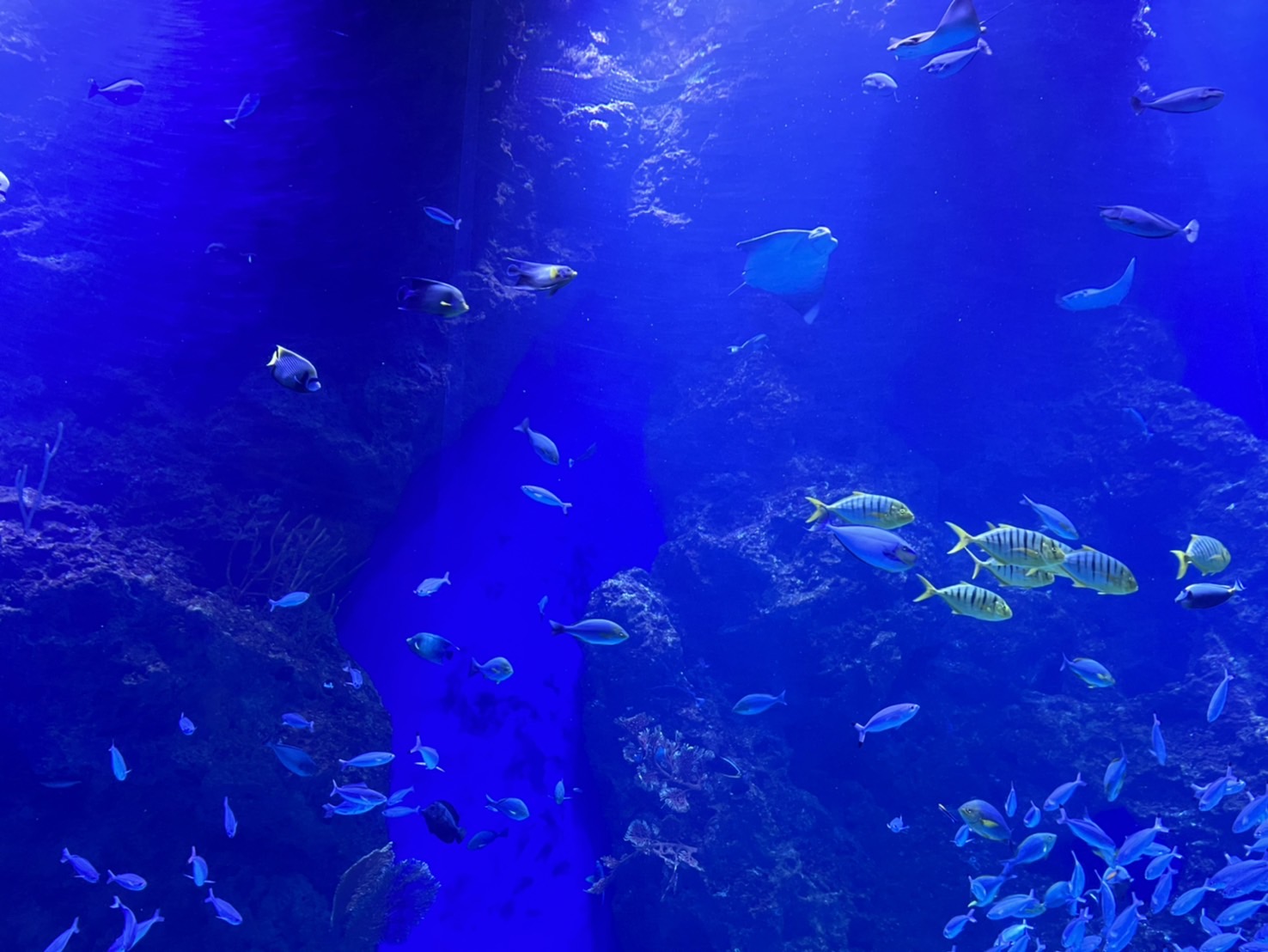 中部首座水族館【台中海洋館】-梧棲觀光漁港旁的親子景點，五層樓高，設有全台首座涉水體驗區。多元視角，沉浸式的參觀體驗。