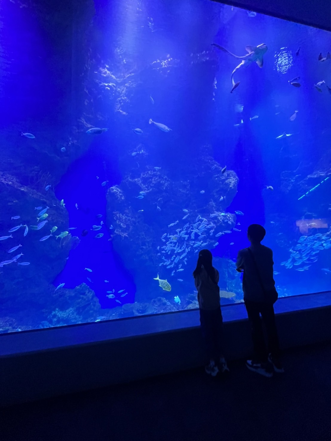 中部首座水族館【台中海洋館】-梧棲觀光漁港旁的親子景點，五層樓高，設有全台首座涉水體驗區。多元視角，沉浸式的參觀體驗。
