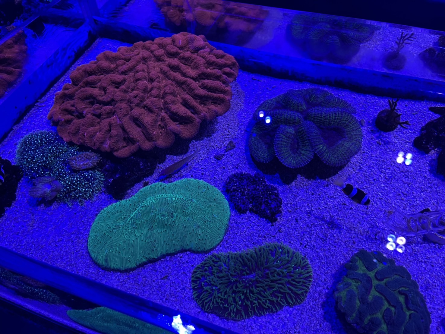 中部首座水族館【台中海洋館】-梧棲觀光漁港旁的親子景點，五層樓高，設有全台首座涉水體驗區。多元視角，沉浸式的參觀體驗。