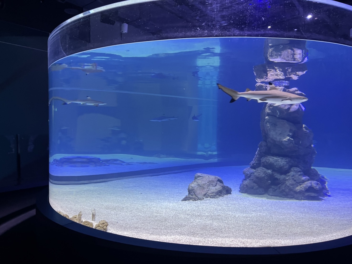 中部首座水族館【台中海洋館】-梧棲觀光漁港旁的親子景點，五層樓高，設有全台首座涉水體驗區。多元視角，沉浸式的參觀體驗。