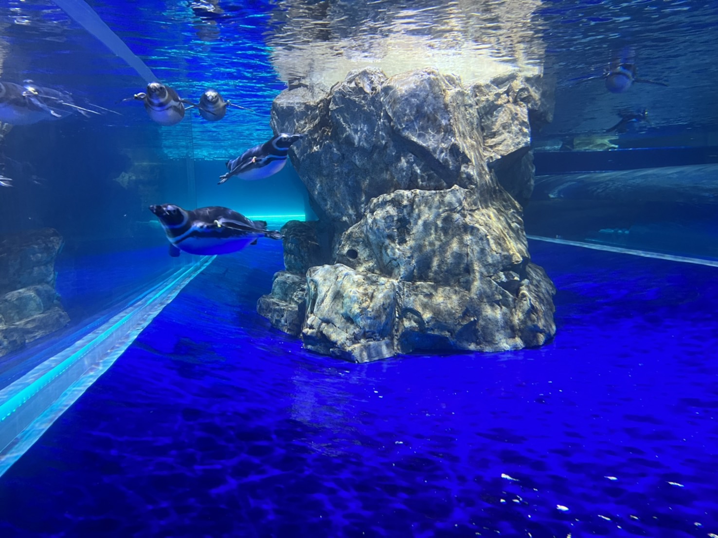 中部首座水族館【台中海洋館】-梧棲觀光漁港旁的親子景點，五層樓高，設有全台首座涉水體驗區。多元視角，沉浸式的參觀體驗。