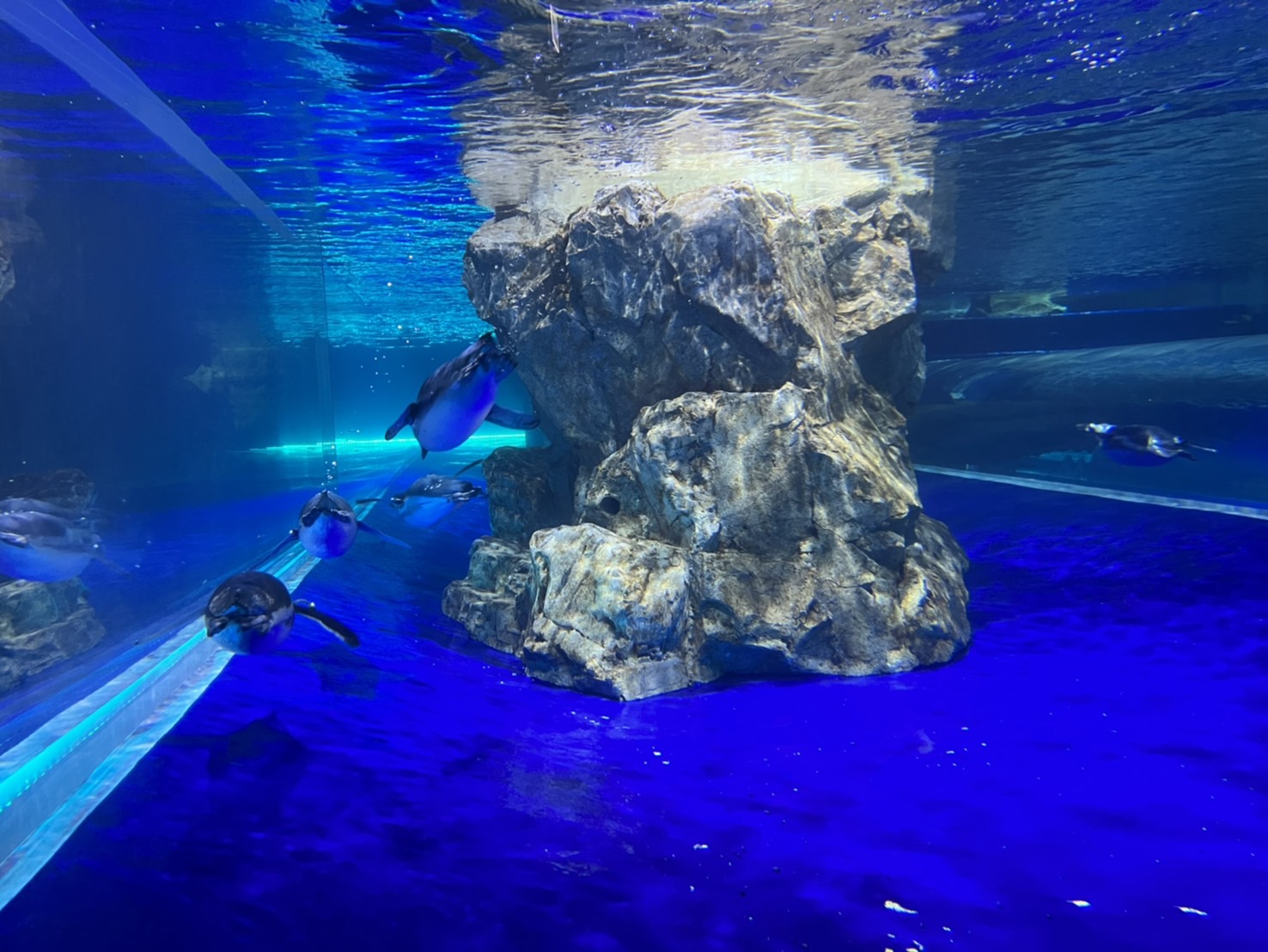 中部首座水族館【台中海洋館】-梧棲觀光漁港旁的親子景點，五層樓高，設有全台首座涉水體驗區。多元視角，沉浸式的參觀體驗。