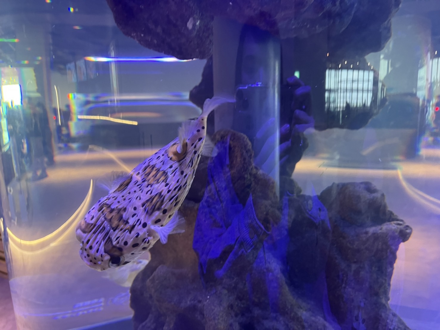 中部首座水族館【台中海洋館】-梧棲觀光漁港旁的親子景點，五層樓高，設有全台首座涉水體驗區。多元視角，沉浸式的參觀體驗。