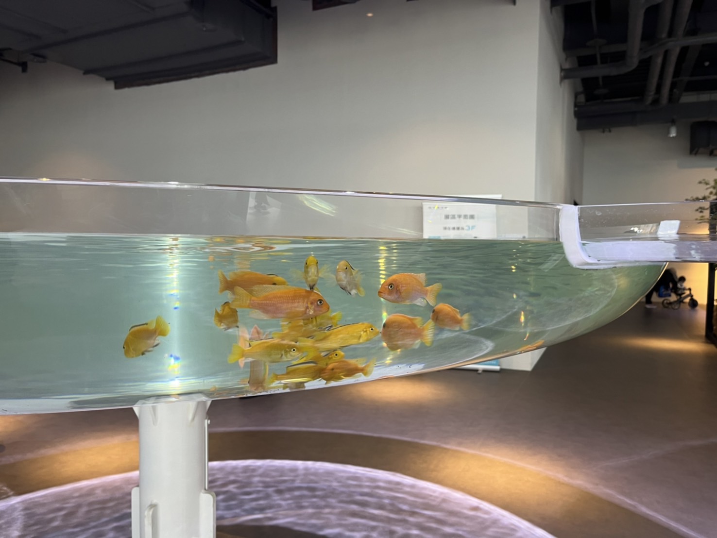 中部首座水族館【台中海洋館】-梧棲觀光漁港旁的親子景點，五層樓高，設有全台首座涉水體驗區。多元視角，沉浸式的參觀體驗。